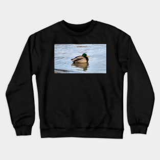 Male Mallard Duck Swimming Along a Beach Crewneck Sweatshirt